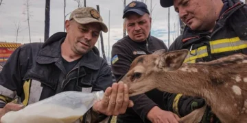 Рятувальники Київщини винесли з вогню двох маленьких оленят (фото)