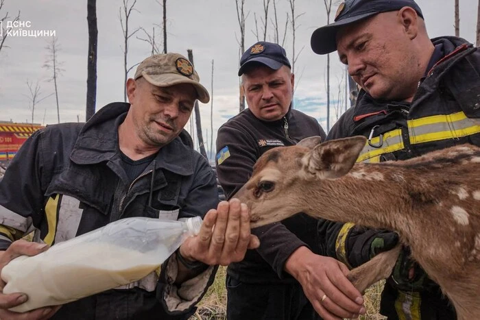 Рятувальники Київщини винесли з вогню двох маленьких оленят (фото)