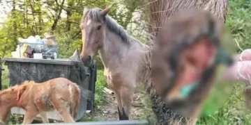 Коні блукають біля смітників: на Прикарпатті залишили тварин з ранами і без умов для життя (ФОТО)