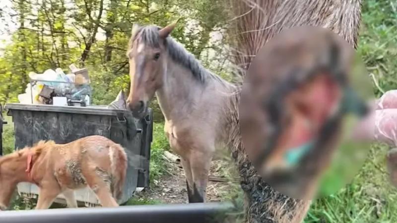 Коні блукають біля смітників: на Прикарпатті залишили тварин з ранами і без умов для життя (ФОТО)