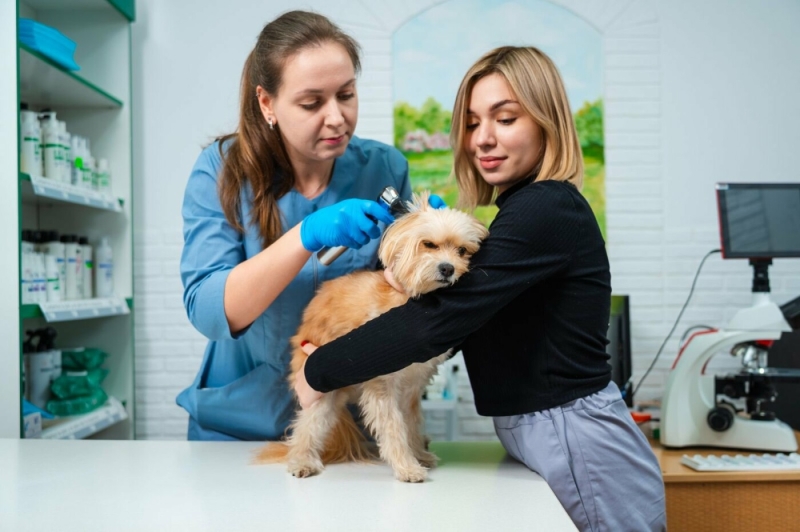 Все для домашніх улюбленців: гід по здоров&rsquo;ю та догляду за хвостиками
