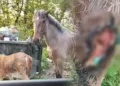 Коні блукають біля смітників: на Прикарпатті залишили тварин з ранами і без умов для життя (ФОТО)