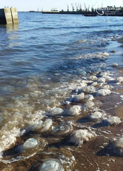 Море, яке втрачає себе: як змінюється Азов, поки окупанти будують &ldquo;курорти&rdquo;, - ФОТО, ВІДЕО