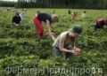 Фермери Придніпров’я – ягідники, овочівники, тваринники – можете подати заявку в ДАР на грант до 1, 1 млн грн