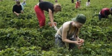 Фермери Придніпров’я – ягідники, овочівники, тваринники – можете подати заявку в ДАР на грант до 1, 1 млн грн