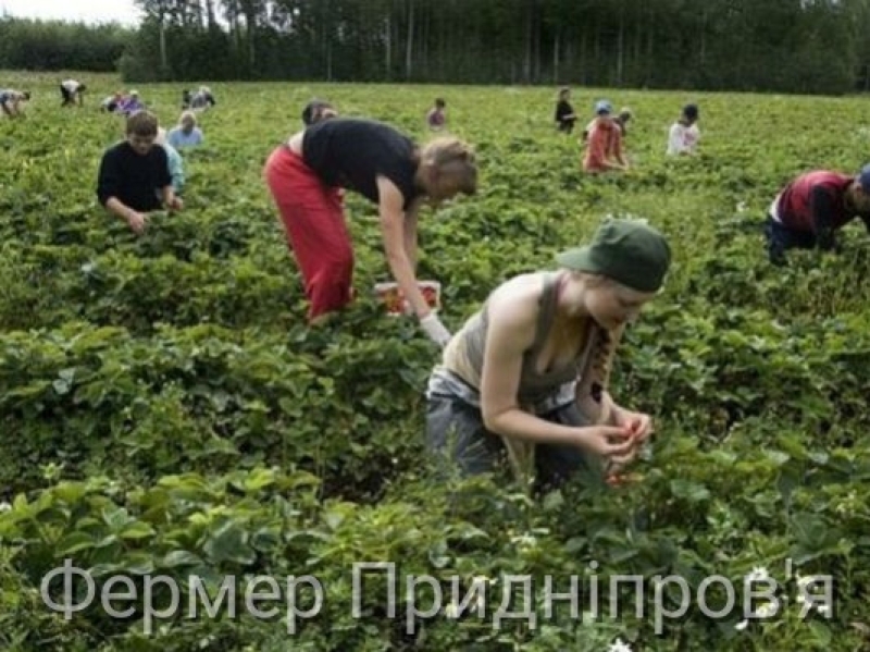 Фермери Придніпров'я - ягідники, овочівники, тваринники - можете подати заявку в ДАР на грант до 1, 1 млн грн