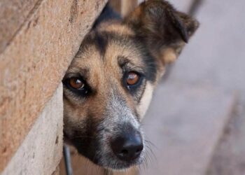 У Миколаєві чоловік забив собаку в під’їзді