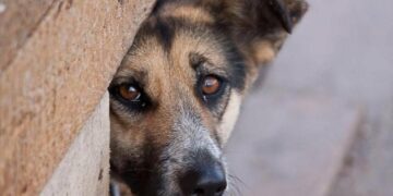 У Миколаєві чоловік забив собаку в під’їзді