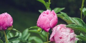Короткочасні дощі та прохолода: прогноз для Одещини