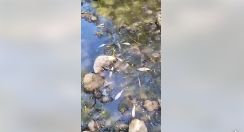 Тривожна знахідка на Прикарпатті: у річці Сівка масово гине риба (ВІДЕО)