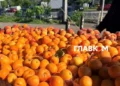 Дешевше за полуницю: огляд цін на ранні персики та абрикоси в Києві