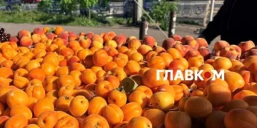 Дешевше за полуницю: огляд цін на ранні персики та абрикоси в Києві