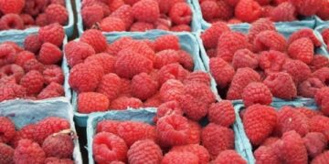 Україна торік на 53,9% збільшила експорт заморожених ягід – дослідження