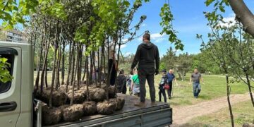 Через брак коштів на полив у Дніпрі засихає сотня дерев посаджених в пам’ять о загиблих від російської ракети