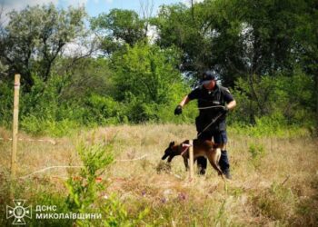 Чотирилапі сапери ДСНС на Миколаївщині: як готують собак до розмінування, – ФОТО