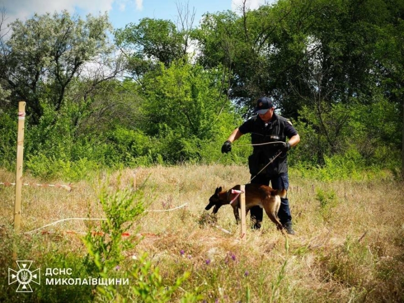 Чотирилапі сапери ДСНС на Миколаївщині: як готують собак до розмінування, - ФОТО