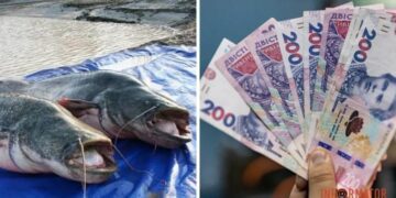 Дорогою ціною: розцінки за незаконний вилов риби у Дніпрі та області – до 5 тисяч гривень за один хвіст