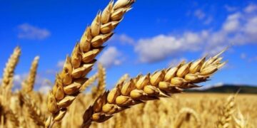 Сьогодні ми святкуємо нашу стійкість всупереч усім викликам – голова Конгресу фермерів Дніпропетровщини Анатолій Гайворонський