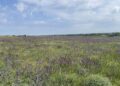 В соцмережі показали, як квітне степ на Криворіжжі (ФОТО)