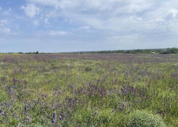 В соцмережі показали, як квітне степ на Криворіжжі (ФОТО)