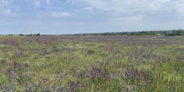 В соцмережі показали, як квітне степ на Криворіжжі (ФОТО)