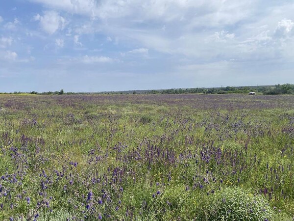 В соцмережі показали, як квітне степ на Криворіжжі (ФОТО)