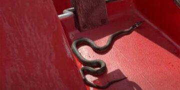 На Тернопільському ставі вуж заповз у катамаран: відео завірусилося у мережі