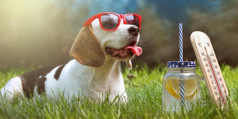 Аномальна спека. У Європі 1300 смертей, у Німеччині рекордні 41,7°C. В Україні готуються до відключень