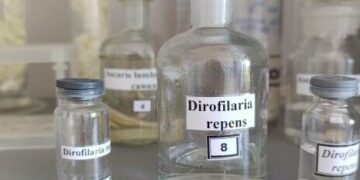 Дирофіляріоз поруч з нами: як звичайний комар може занести під шкіру 15-сантиметрового паразита