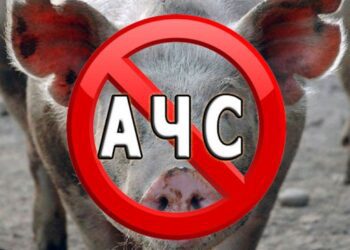 На Сумщині – спалах африканської чуми свиней