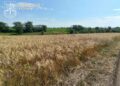 Справа про 69 га землі на Казанківщині: ділянки мають повернути закладам освіти