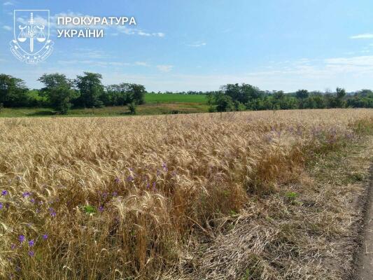 Справа про 69 га землі на Казанківщині: ділянки мають повернути закладам освіти