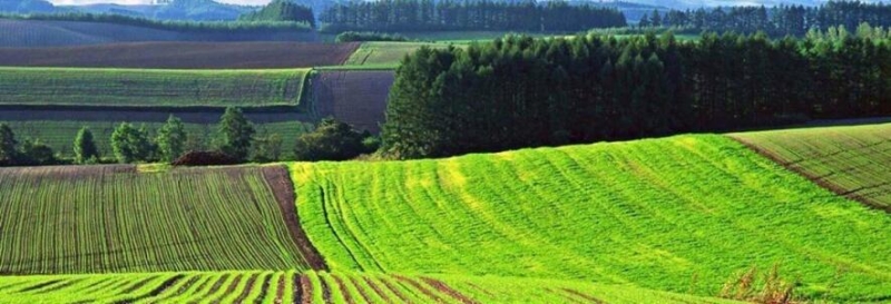 Вивозив необроблений свинячий гній на поля: фермеру на Миколаївщині повідомили про підозру