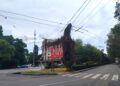 Озеленення Одеси під загрозою: вандали знищили декоративний виноград на 36 опорах