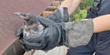 У Запоріжжі бійці ДСНС витягнули птаха, який застряг у вентиляційній шахті