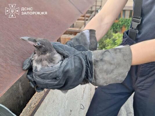 У Запоріжжі бійці ДСНС витягнули птаха, який застряг у вентиляційній шахті