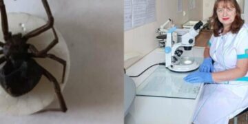 Перший укус каракурта цього літа на Миколаївщині: жінку госпіталізували, – ФОТО