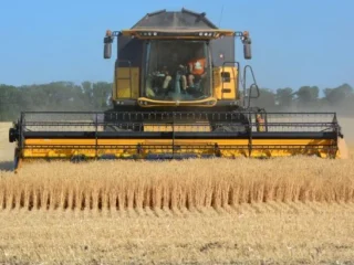 Чому USDA бачить рекордний врожай пшениці в Україні, але прогнозує падіння експорту