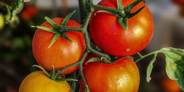 Стиглі помідори на дерев'яній поверхні кухні