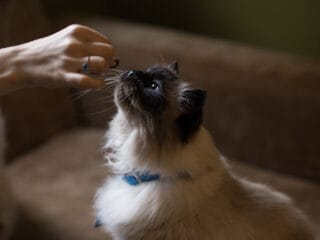 Чому котячий смаколик варто рахувати так само суворо, як основну порцію їжі
