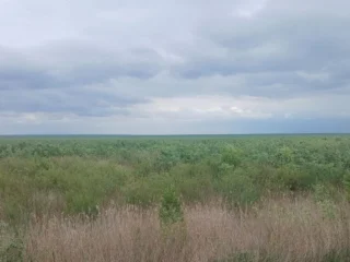 На дні Каховського водосховища відновлюється Великий Луг з понад 400 видами рослин