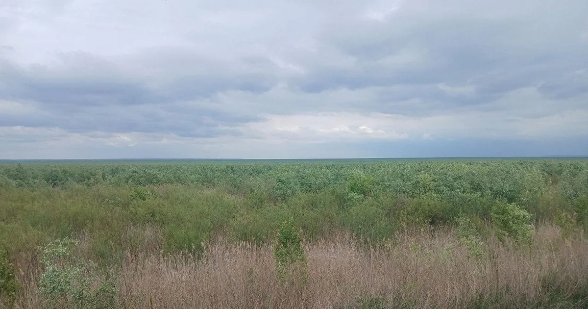 Рослинність на дні осушеного Каховського водосховища